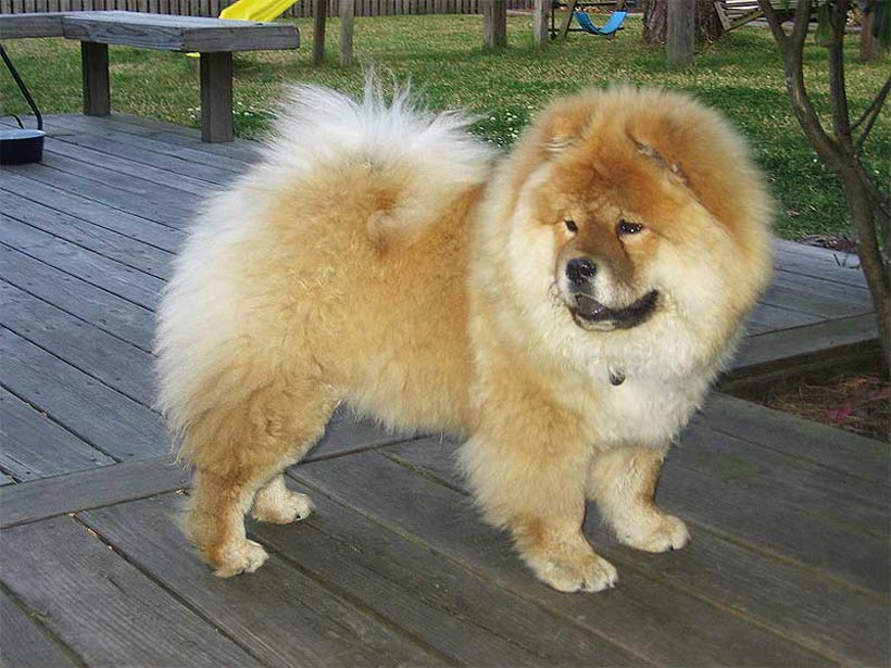 Chow Chow Dogs Latest Facts And Pictures All Wildlife