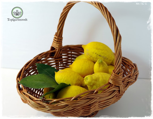Gartenblog Topfgartenwelt Rezept: Zitronengelee-Zitronensirup aus Bio-Früchten gewachsen im Garten
