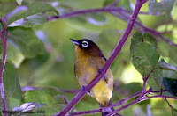 Gambar Burung Pleci Arfak Burung Arfak pleci kacamata