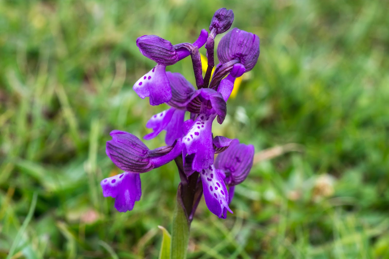 Images of Landscapes and Wild Flowers Silverdale.... Green Winged Orchids