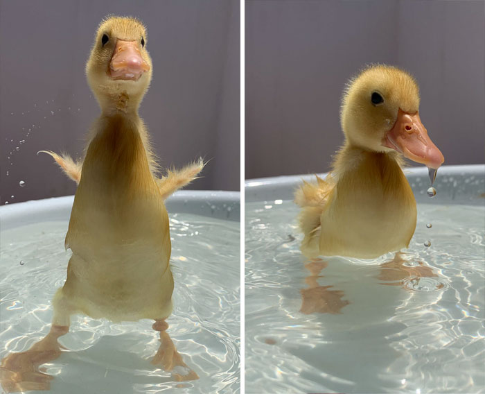 28 Incredibly Cute Pictures Every Duck Lover Will Fall For