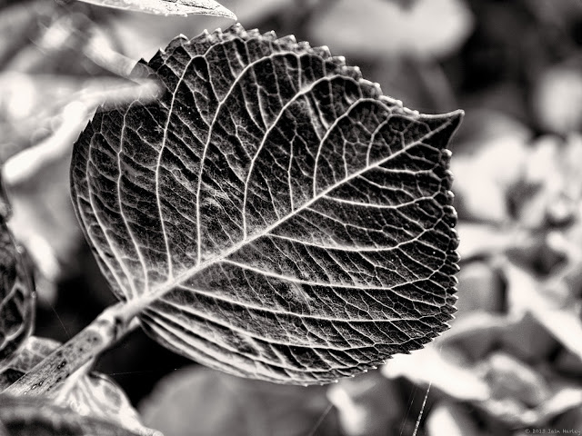 Week 31: Nature Week 31: Nature