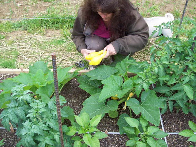 Mike and Lisa's World: Chapter 72...Square Foot Garden Update