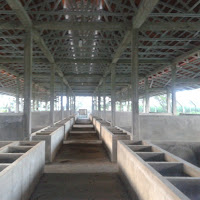 gambar peternakan sapi gambar peternakan sapi