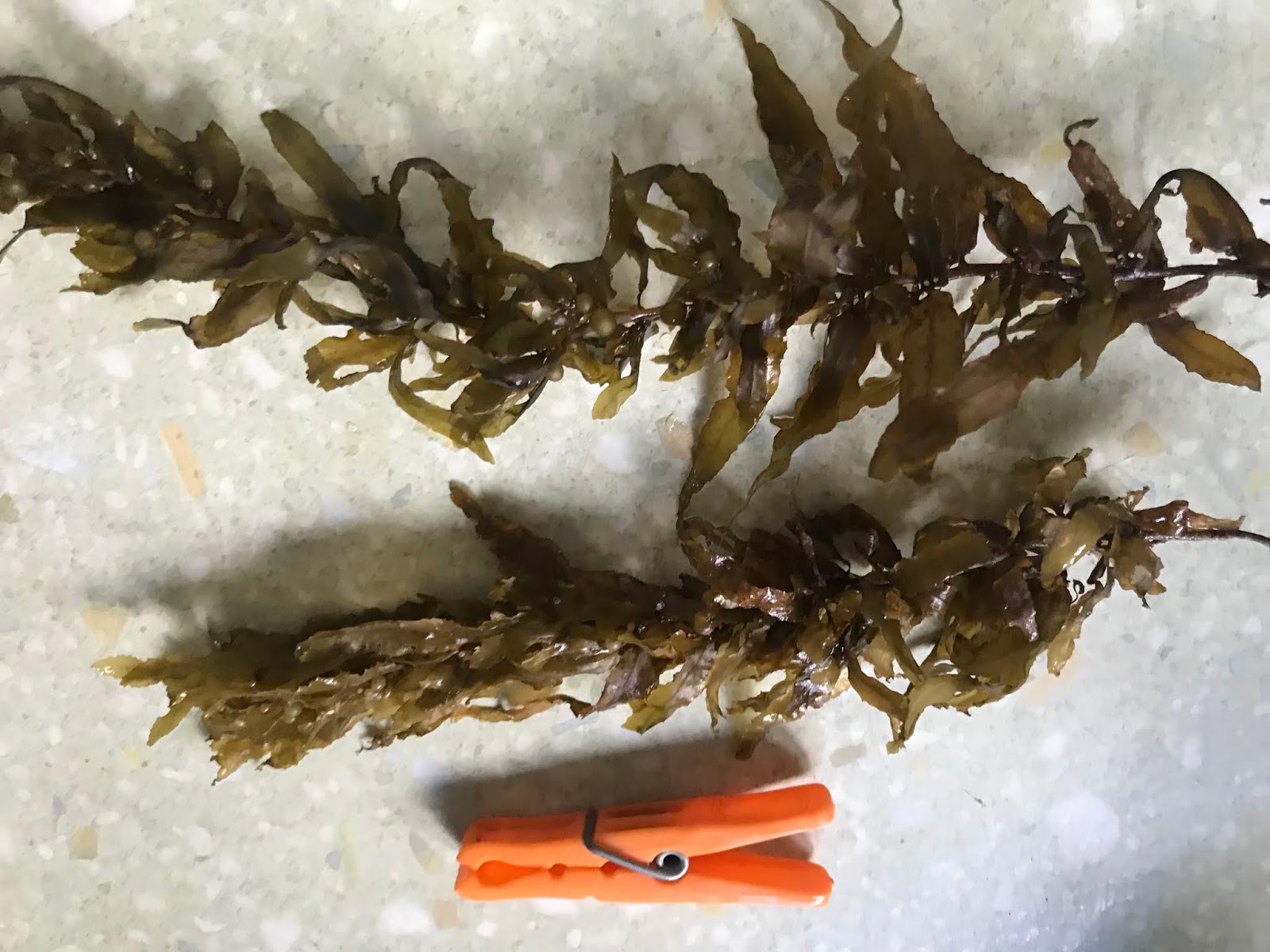 Eating Seaweed HEALTHY FOOD PLAN IDEA HEALTHY FOOD PLAN IDEA