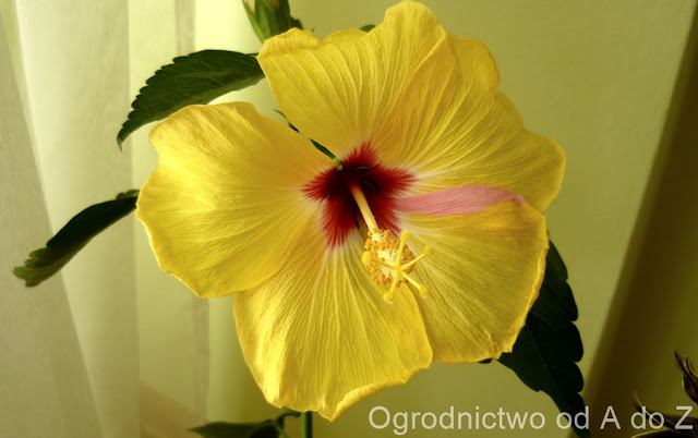 Ketmia róża chińska Hibiscus rosa- sinensis