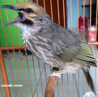 Burung Cucak Rowo - Cara yang Benar Membawa Burung Cucak Rowo dan Cara Memilih Burung Cucak Rowo yang Berkualitas Baik - Penangkaran Burung Cucak Rowo