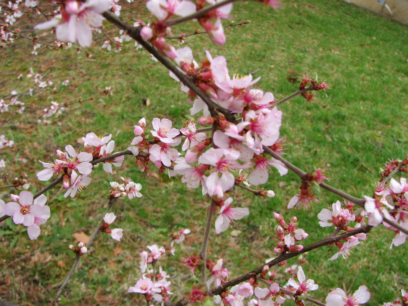 Sweet Home Indiana Spring is springing in my yard!