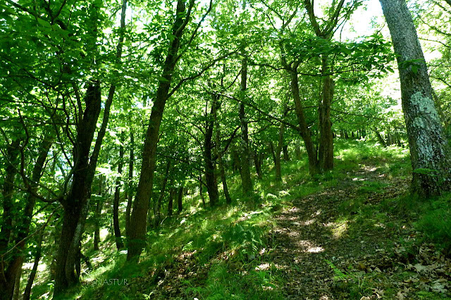 Bosque subiendo a La Sierra del Crespón Bosque subiendo a La Sierra del Crespón