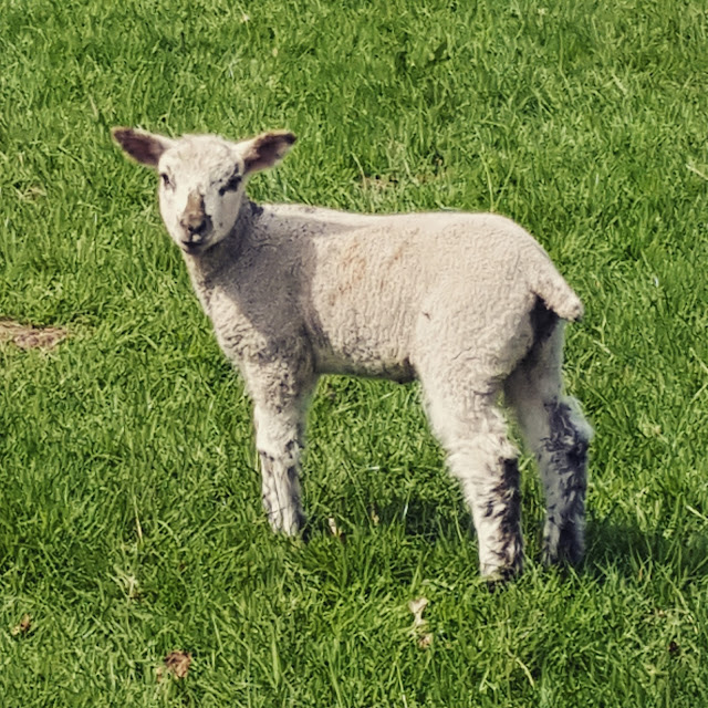 Spring-lamb