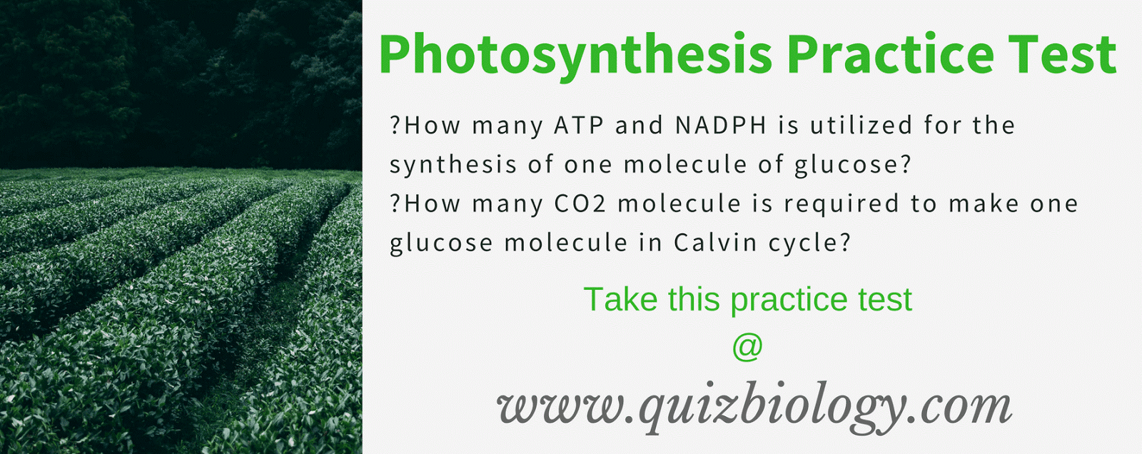 Photosynthesis Practice Test Ap Bio