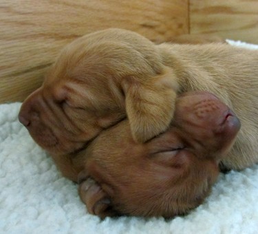 Mini puppy pile!