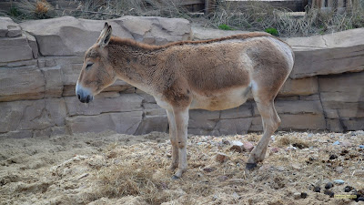 Bruine ezel in dierentuin Wildlands in Emmen.