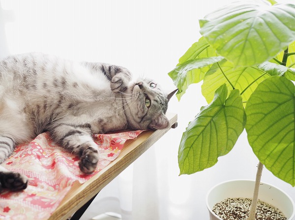 窓際のテーブルの上に仰向けに寝っ転がるサバトラ猫