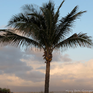 Florida palm tree photo by mbgphoto