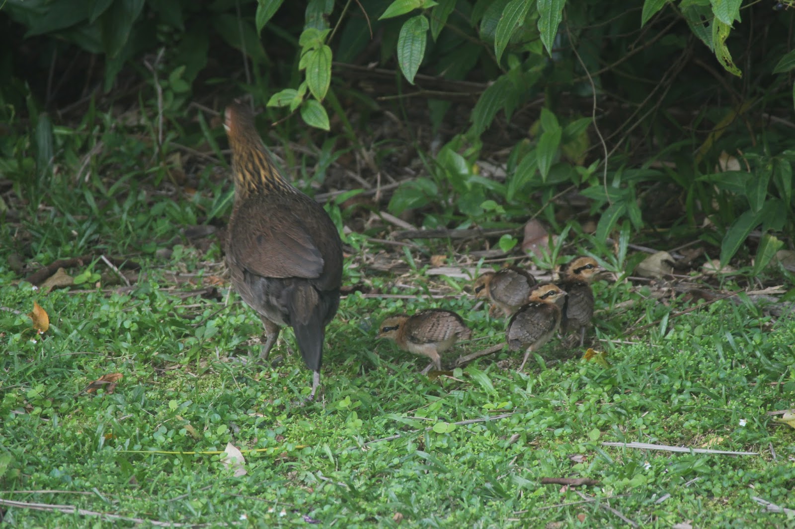 Google Doodle Games Valentines Day Play Cuitan Dokter