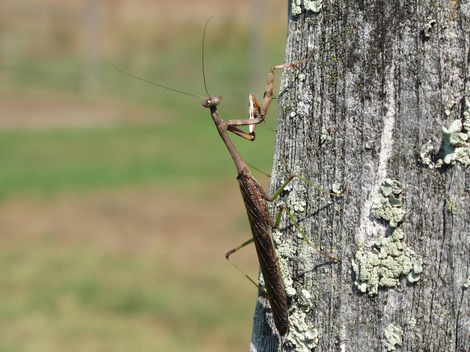 Blue Jay Barrens Carolina Mantis