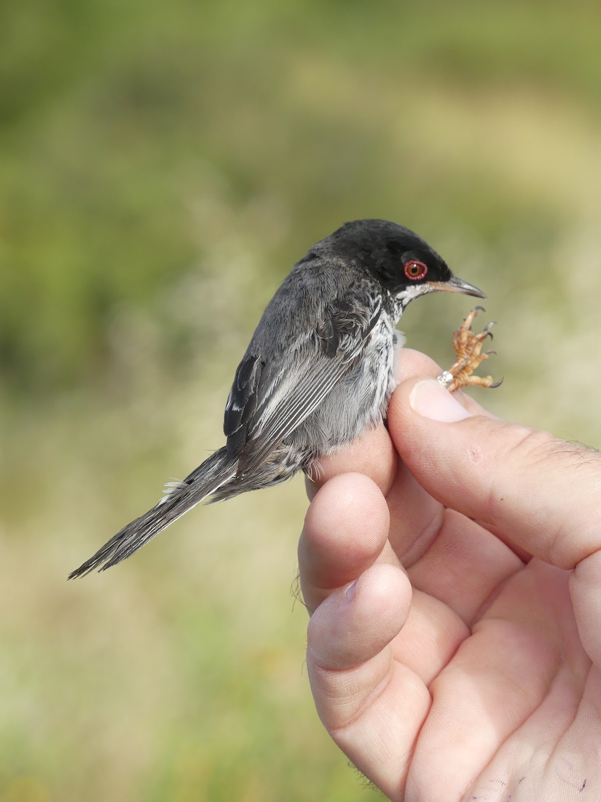 Lamsdell Bird Ringing And Wildlife Blog Avdimou General Birding