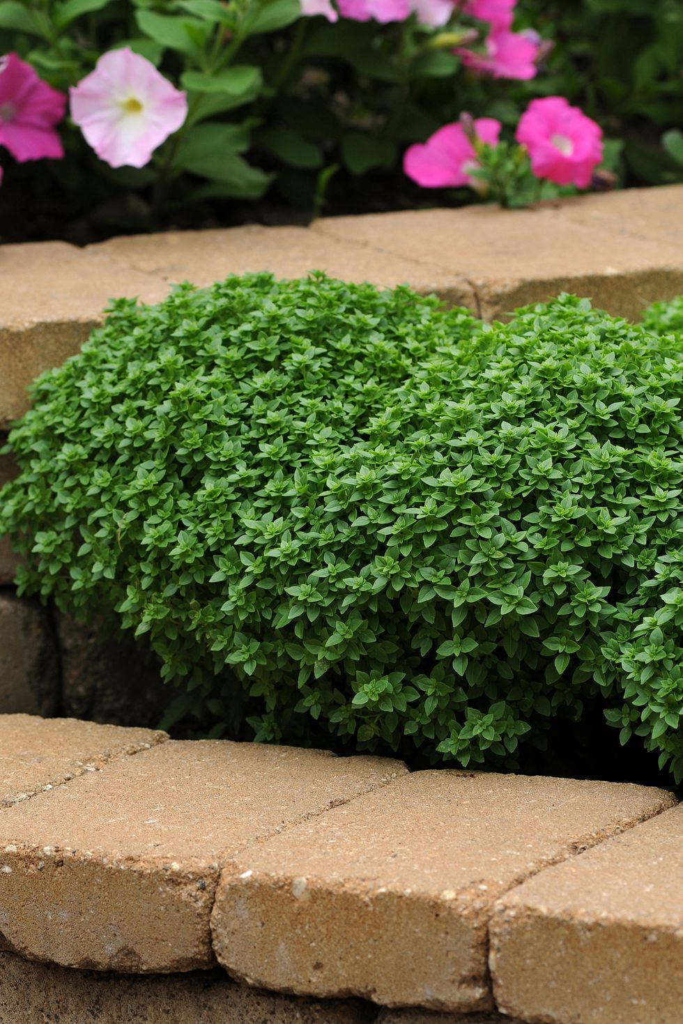 Boxwood Dirt Simple