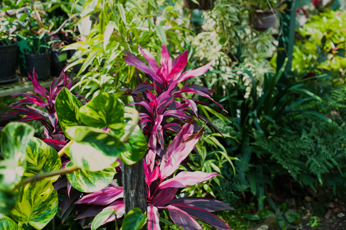 pink plant better homes and gardens