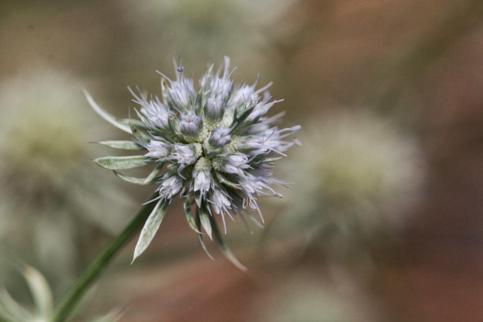 Native Florida Wildflowers Fragrant Button Snakeroot Eryngium aromaticum