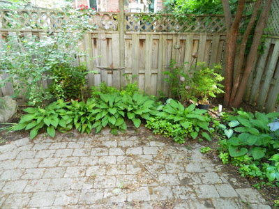 Toronto Cabbagetown shade garden makeover before by Paul Jung Gardening Services Toronto Cabbagetown shade garden makeover before by Paul Jung Gardening Services