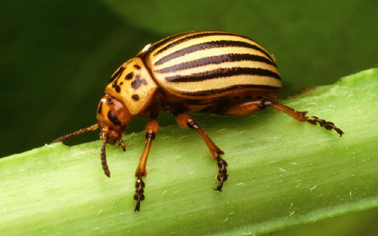 Coleoptera Coleoptera