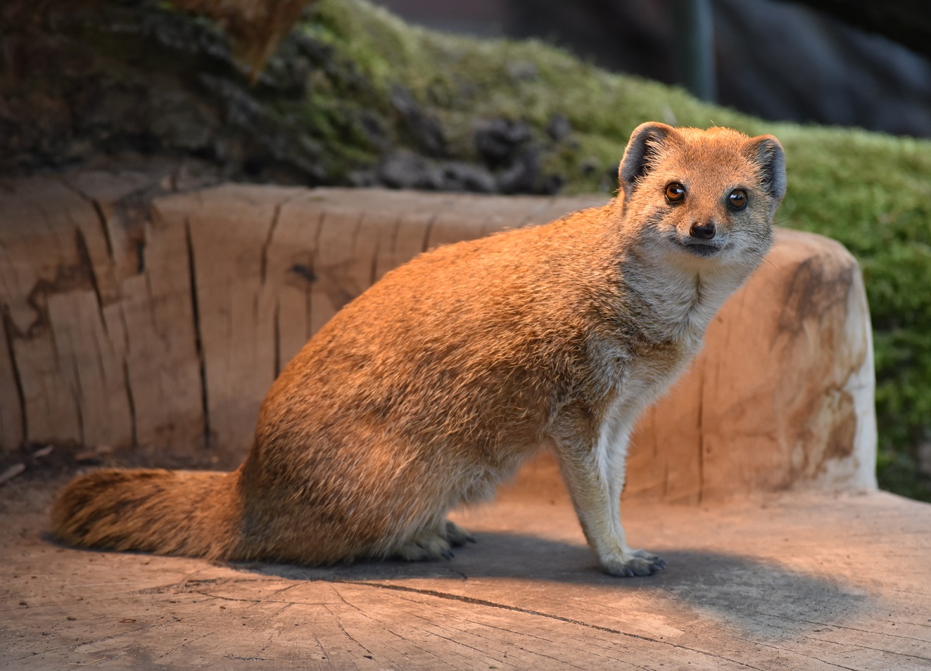 ZOOTOGRAFIANDO (MI COLECCIÓN DE FOTOS DE ANIMALES) MANGOSTA AMARILLA