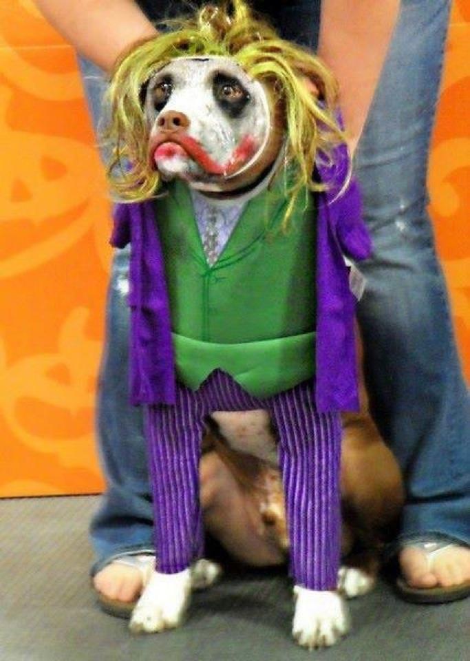 Pop Circus Ain't nothin' but a clown dog!