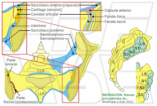 Anatomía de la articulación sacroiliaca.