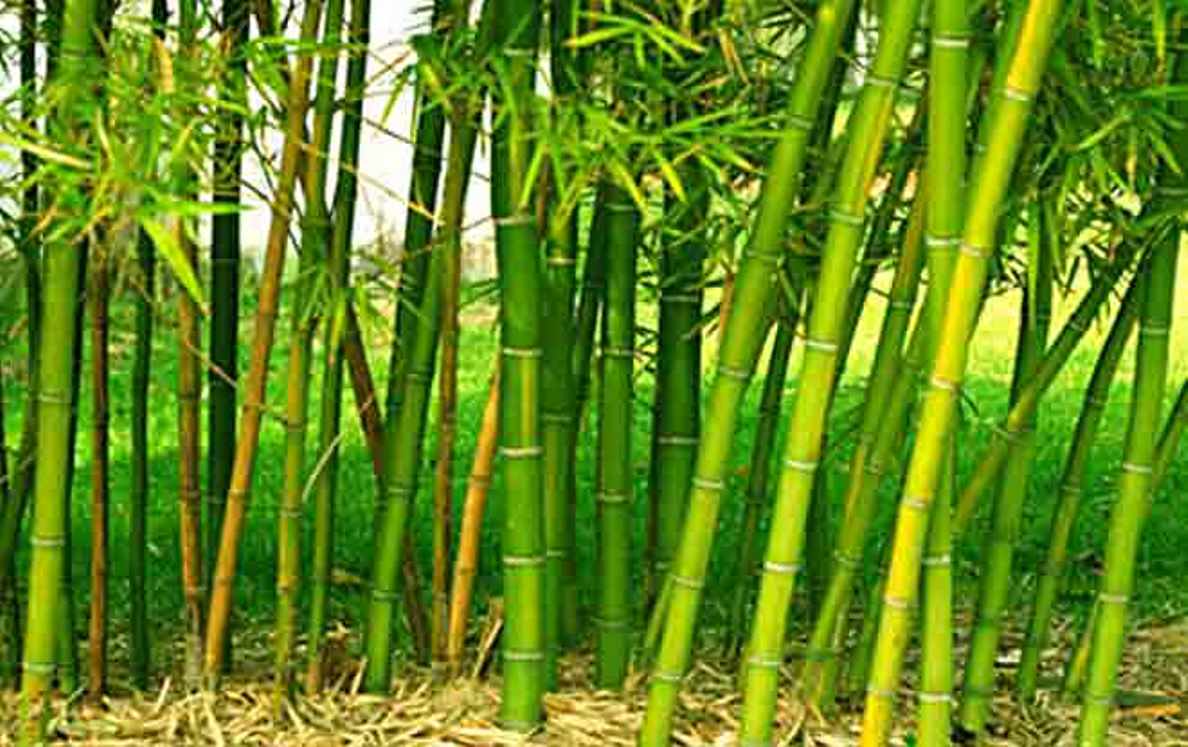 All World Gayatri Pariwar : 👉 बाँस का पेड़