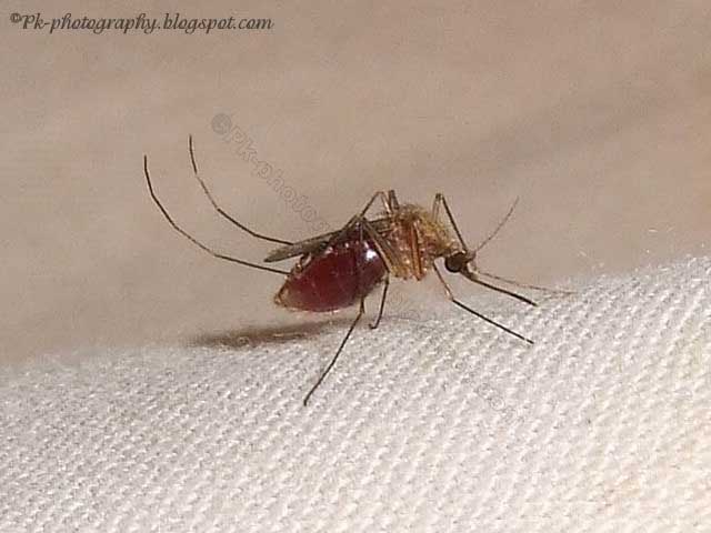 Asian Tiger Mosquito | Nature, Cultural, and Travel Photography Blog