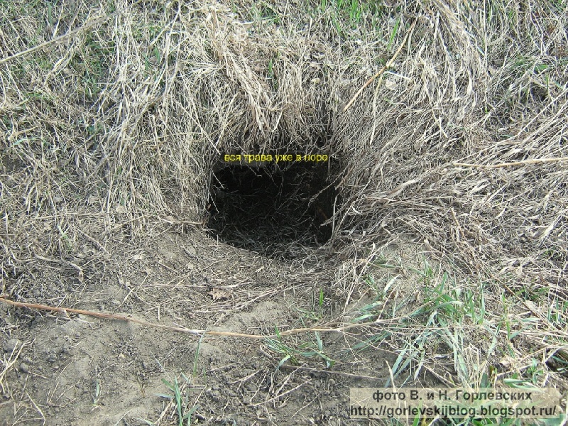 Барсук гнездо. Барсук роет нору. Гнездо шмеля. Нора ежа. Нора барсука.