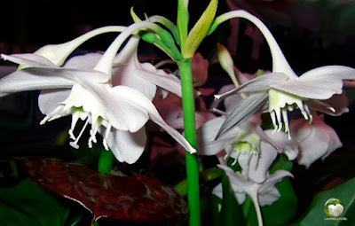 На фото белые цветы эухариса и черный прицветник антуриума