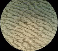 Observación microscópica de las células de una cebolla