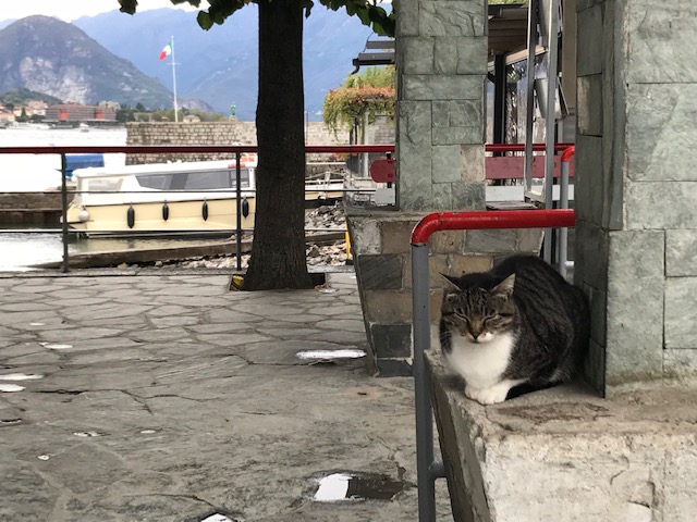 イタリア･ペスカトーレ島の猫