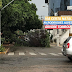 Árvore tomba na av. Rodrigues Alves próximo a Clínica Pedro Cavalcanti.