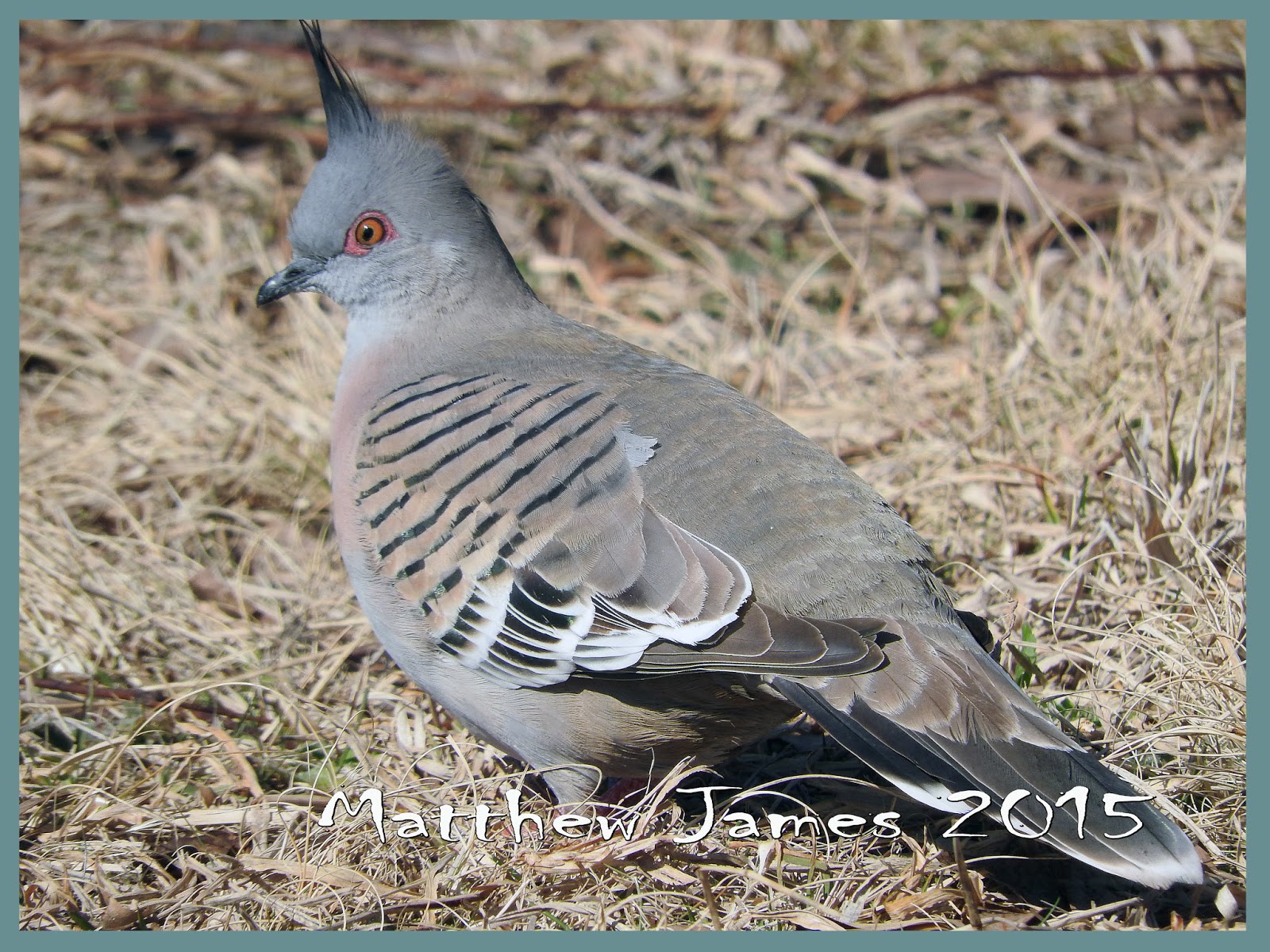 A Light In The Darkness Totem Animal of the Day