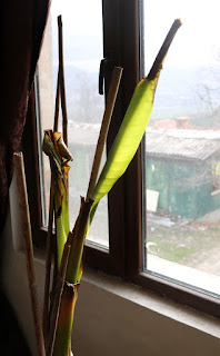 New leaves on the banana tree New leaves on the banana tree
