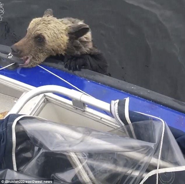 White Wolf Fishermen rescue two drowning wild brown bear cubs from a