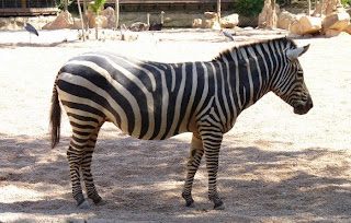 Bioparc Valencia. Bioparc Valencia.