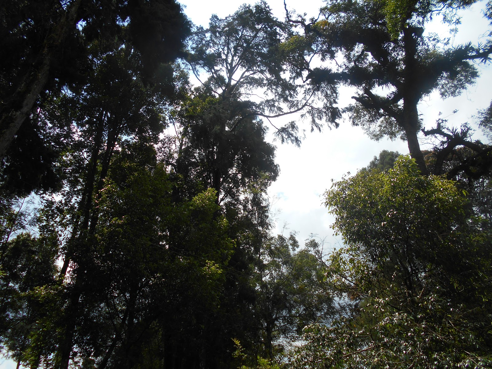 Lokasi Syuting My Heart Rumah Pohon - Sekitar Rumah