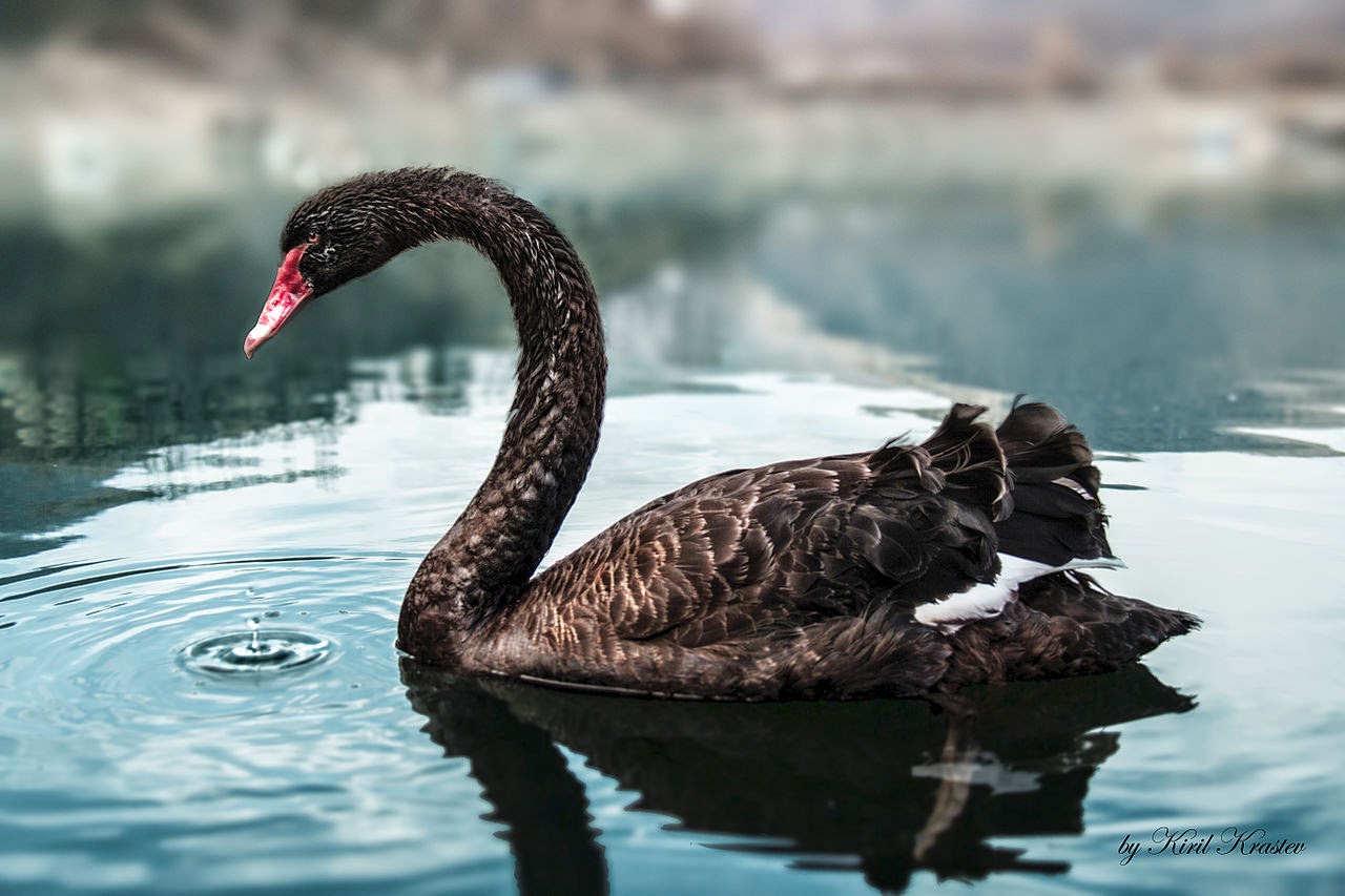 Giraf Afsnit mumlende Rostra Economica – Is There a Link Between a Black Swan and Economics?