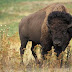 10 Most Popular Animals On Google Search
