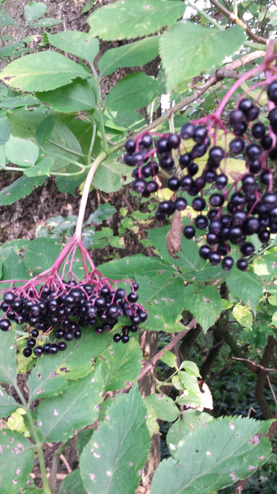 Bitten by that creative Spider How to make your own black