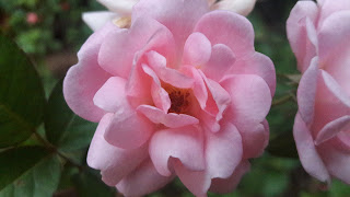 Rose Rose