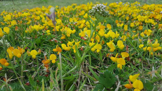 bird's foot trefoil Lotus corniculatus flowers and leaves