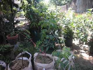 Tanaman buah indramayu Tanaman buah indramayu