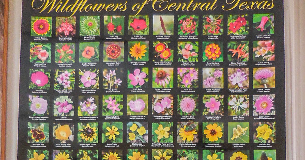 Window on a Texas Wildscape Wildflowers of Central Texas poster