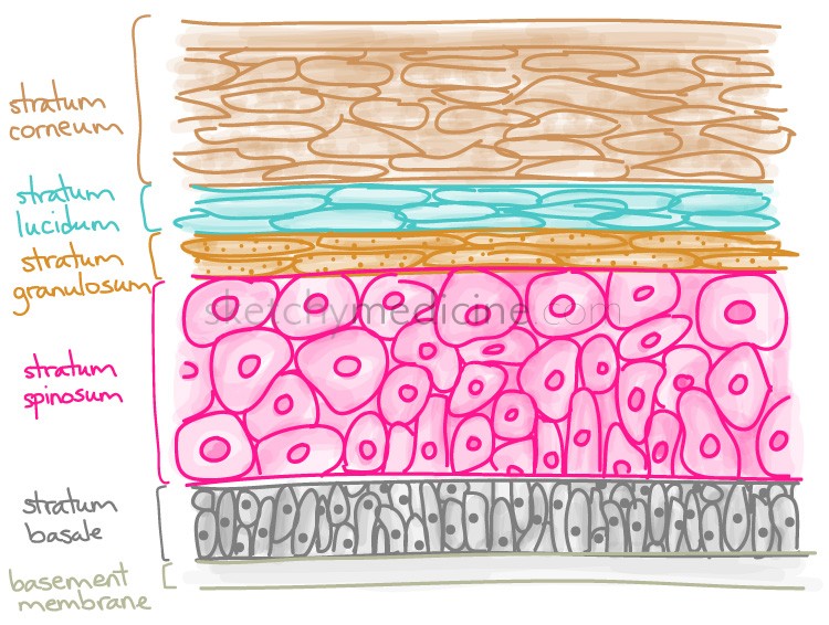 Medicowesome: Mnemonic for the layers of the skin (Epidermis)